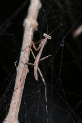 Archimantis