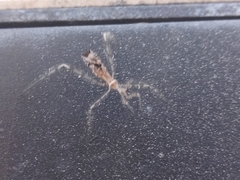 Stenolemus fraterculus