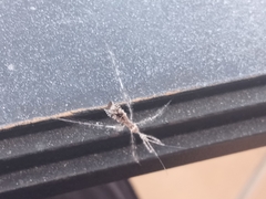 Stenolemus fraterculus