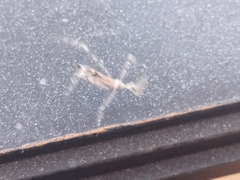 Stenolemus fraterculus