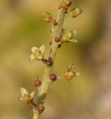 Lannea coromandelica