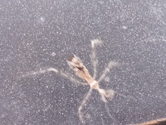 Stenolemus fraterculus