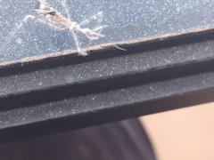 Stenolemus fraterculus