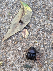 Phanaeus triangularis