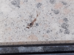 Stenolemus fraterculus