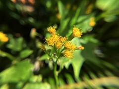 Delairea odorata