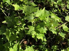 Delairea odorata