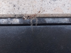 Stenolemus fraterculus