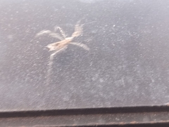 Stenolemus fraterculus