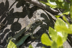 Liolaemus chillanensis