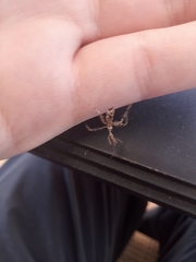 Stenolemus fraterculus