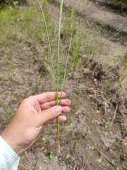Carex lasiocarpa