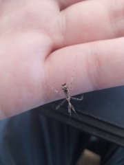 Stenolemus fraterculus