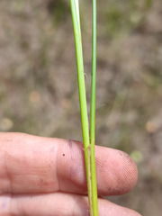 Carex lasiocarpa