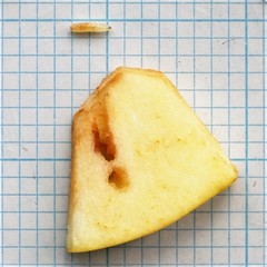 Rhagoletis pomonella