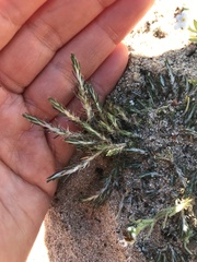 Cardionema ramosissimum