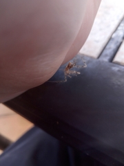 Stenolemus fraterculus