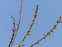 Lannea coromandelica