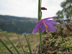 Olsynium douglasii