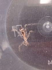 Stenolemus fraterculus