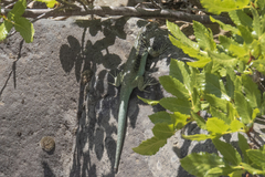 Liolaemus chillanensis