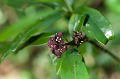 Aucuba chinensis