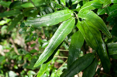 Aucuba chinensis
