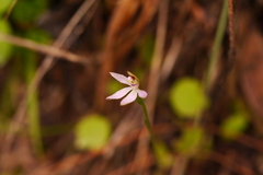 Caladenia variegata