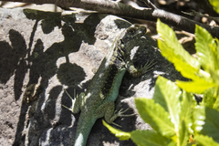 Liolaemus chillanensis