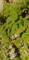 Selaginella hansenii