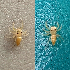 Epocilla