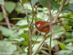 Cardellina rubra