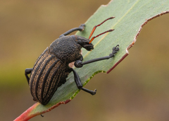 Psapharus ruficornis