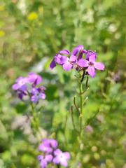 Hesperis pycnotricha