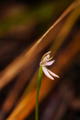 Caladenia variegata
