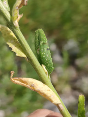 Hesperis pycnotricha