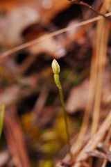 Caladenia variegata
