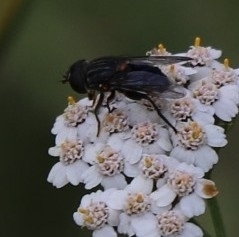 Helophilus hochstetteri