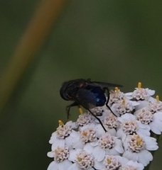 Helophilus hochstetteri