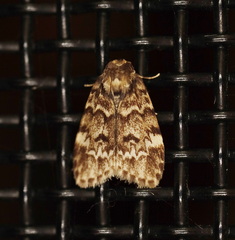 Scaphidriotis xylogramma