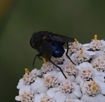 Helophilus hochstetteri