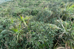 Freycinetia formosana