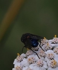 Helophilus hochstetteri