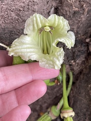 Parmentiera aculeata