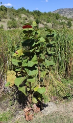 Coccoloba pubescens