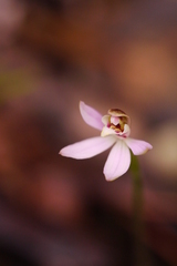 Caladenia variegata