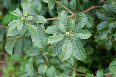 Lithocarpus corneus