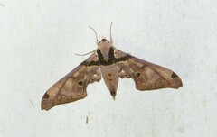 Adhemarius gannascus