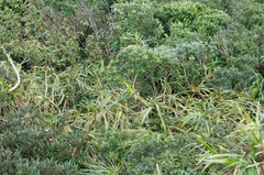 Freycinetia formosana