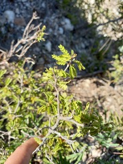 Painteria elachistophylla